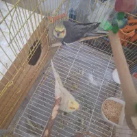 جفت عروس هلندی بالغ