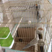 عروس هلندی جفت مولد