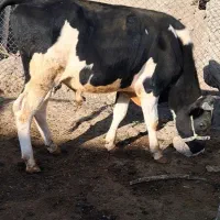 گاو.گوساله نرسوزنی اصل|حیوانات مزرعه|کرمانشاه, |دیوار