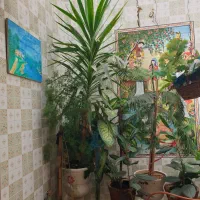 فروش گل وگیاه زینتی|گل و گیاه طبیعی|شیراز, ریاستی|دیوار