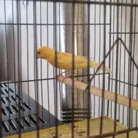 قناری مست|پرنده|بهار, |دیوار