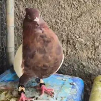سینه ای و طوقی