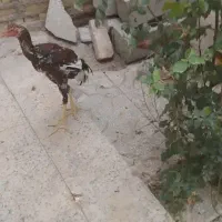 جوجه لاری