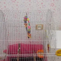 قفس بزرگ با تمام وسایل