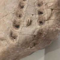 سنگ فسیل جمجمه دایناسورپرنده