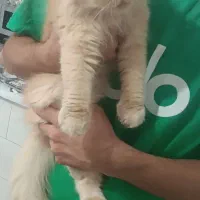 بچه گربه، ماده بالغ پرشین،نر بالغ اسکاتیش