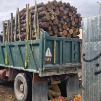 خرید درخت گردو چوب|خدمات باغبانی و درختکاری|یاسوج, |دیوار