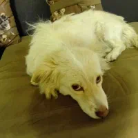 2 تاسگ پیدا شده در گلبهار پرند|سگ|گلبهار, شهر جدید گلبهار|دیوار