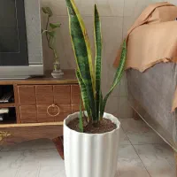 گل سانسوریا لب طلایی