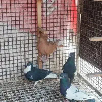 کبوتر شهری|پرنده|بندرعباس, |دیوار