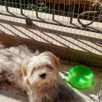 سگ شیتزو|سگ|دماوند, گیلاوند|دیوار