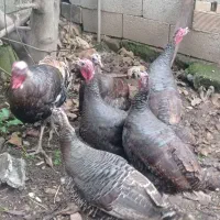 فروش بوقلمون