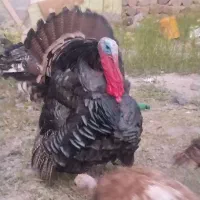 بوقلمون نر