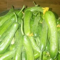 خیار شوری 50سالادی 35