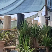 خرید برگ پاییزی انواع درختان|خدمات باغبانی و درختکاری|ملک‌آباد, |دیوار