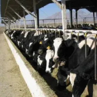 2100 متر زمین دیوار کشی شده در ابتدای جاده کوی نیک