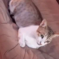 گربه