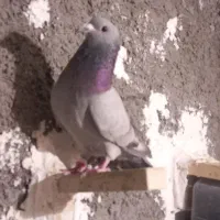 معاوضه با کفتر