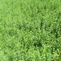 علوفه خورد شده یونجه