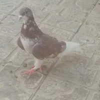 کبوتر