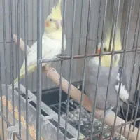 فروش عروس هلندی