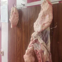 دنبه بره وتازه