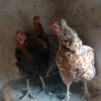 هفت عدد مرغ محلی
