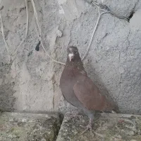 کفتر انگلیسی نر