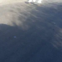 غاز در دوستای دهشاکر