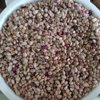 لوبیا چیتی