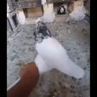 کبوتر طوقی