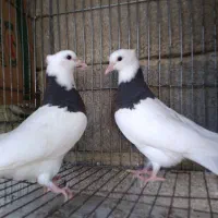 جفت کبوتر طوقی برای فروشی|پرنده|بابل, |دیوار