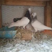 طوقی جفتگاه|پرنده|مشهد, کوه سنگی|دیوار