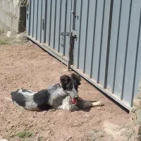 توله قهدریجانی|سگ|قزوین, |دیوار