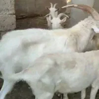 بزغاله|حیوانات مزرعه|زهک, |دیوار