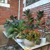 فروش گلهای بیرونی