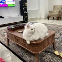 گربه پرشین