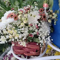 فیکوس بلک عمده و تکی|گل و گیاه طبیعی|رفسنجان, |دیوار