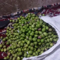 هر کس درخت زیتون داره تو حیاط زیتونشو من میچینم
