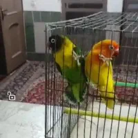 کوتوله|پرنده|شهرضا, |دیوار