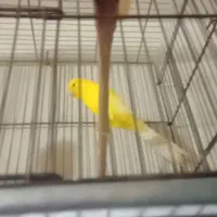 قناری رسمی بلند