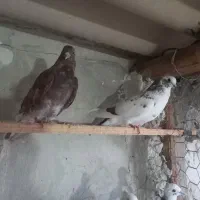 کبوتر جوجه گرفتنی