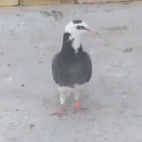 کفتر