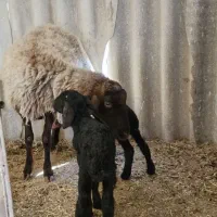 بره شیری . بره دوقل|حیوانات مزرعه|شهریار, شهرک مصطفی خمینی|دیوار