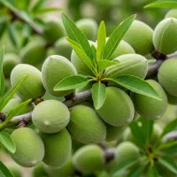 نهال بادام شاهرودی زودبارده، موجودی محدود فصل