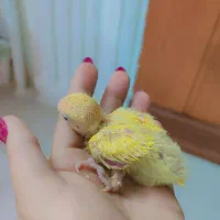 جوجه کوتوله برزیلی|پرنده|مشهد, آبکوه|دیوار