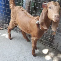 بز  ماده و نر