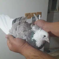 ۴عددسرورپرشی