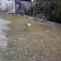 فروش غاز محلی نر، درشت و خوش نسل