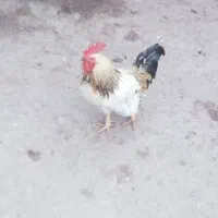 خروس محلی جوان